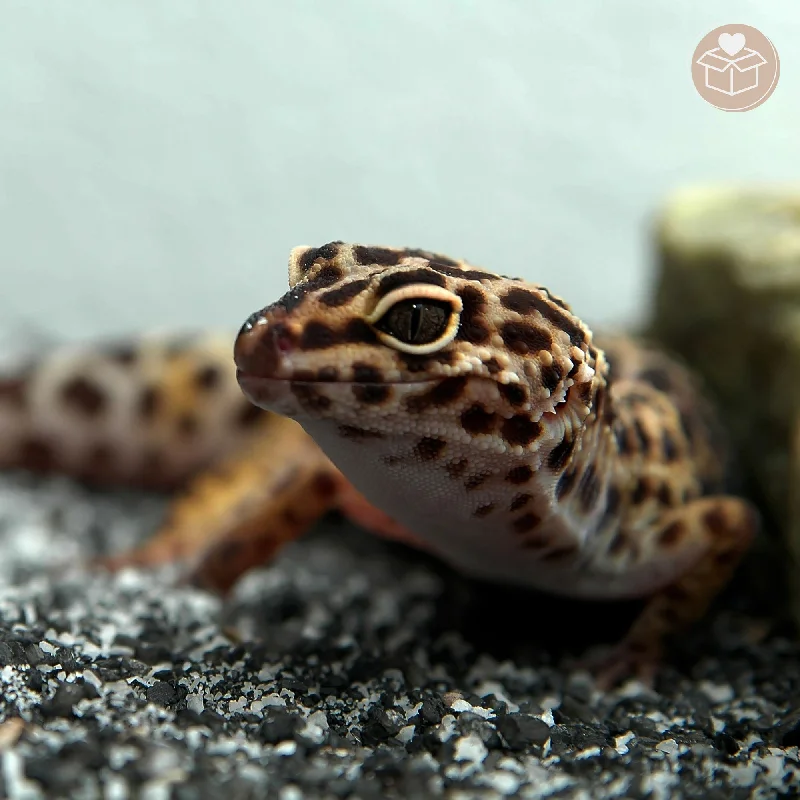 - Summer pet ice matSend Supplies to Rescued Reptiles