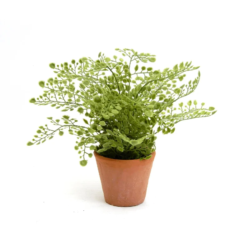 - Cat hair ball removal and hair removal creamHabitat Maidenhair Fern In Terracotta Pot